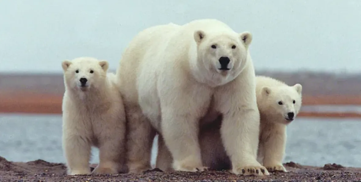 Are There Bears In Iceland